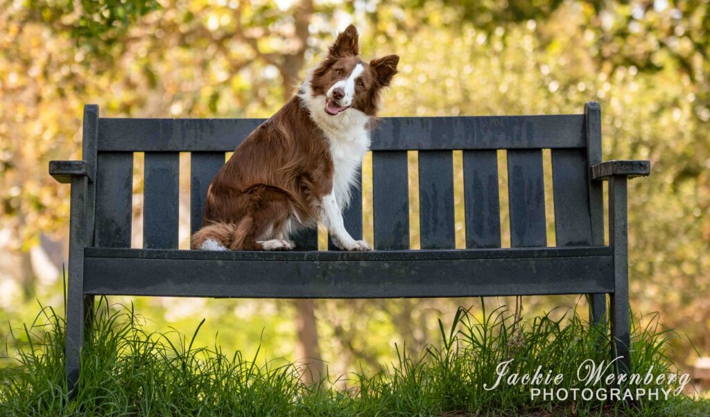 Brown and white border collie sitting on a becnch in the park