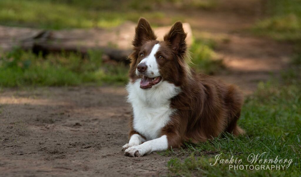 border collie woodland photoshoot