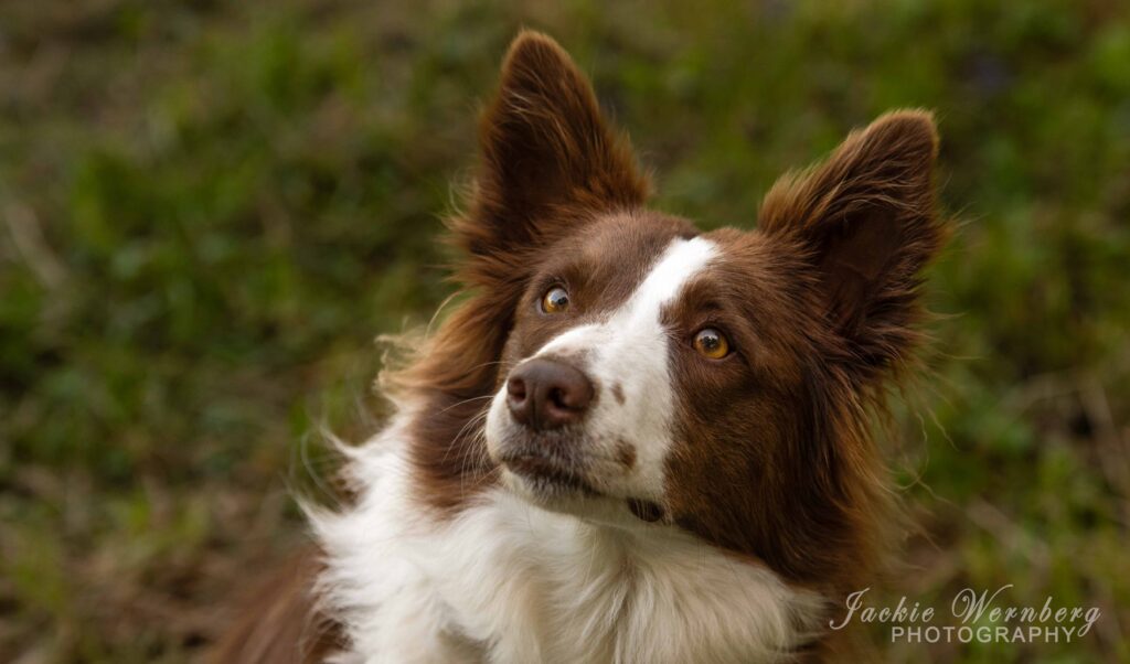 potrait shot of very alert brown and white border collie