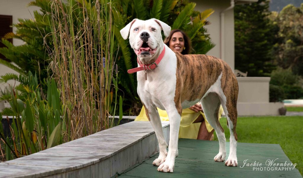 pitbull posing in garden with owner in background