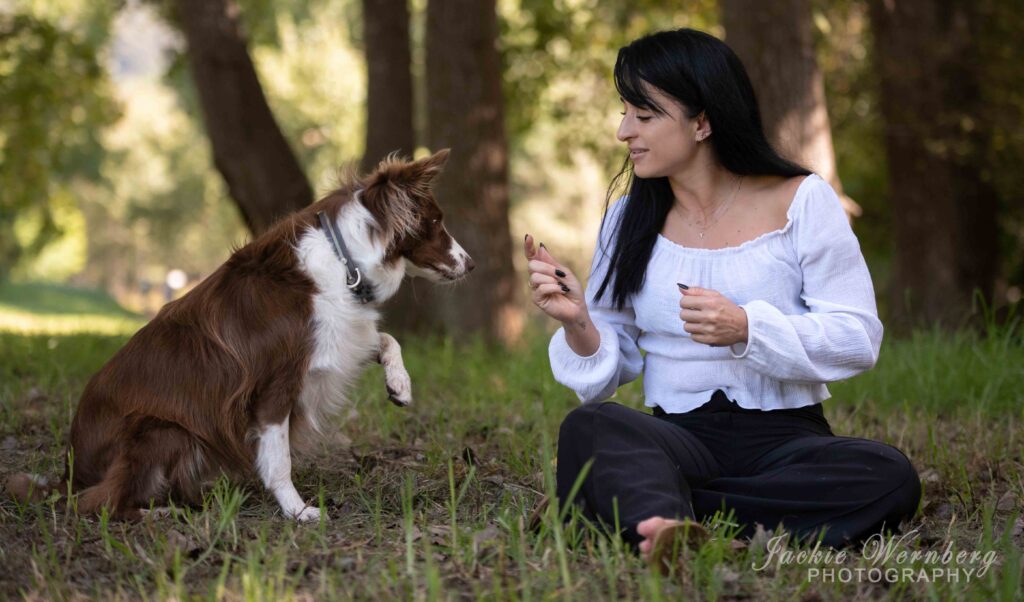 Border Collie woodland photoshoot under the trees