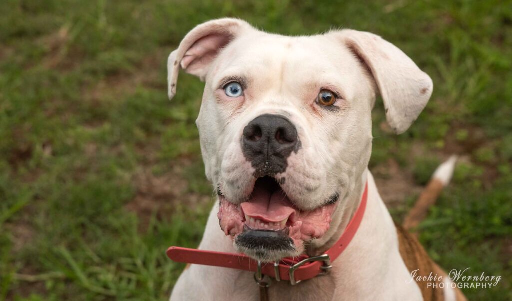 pitbull closeup portrait different colour eyes