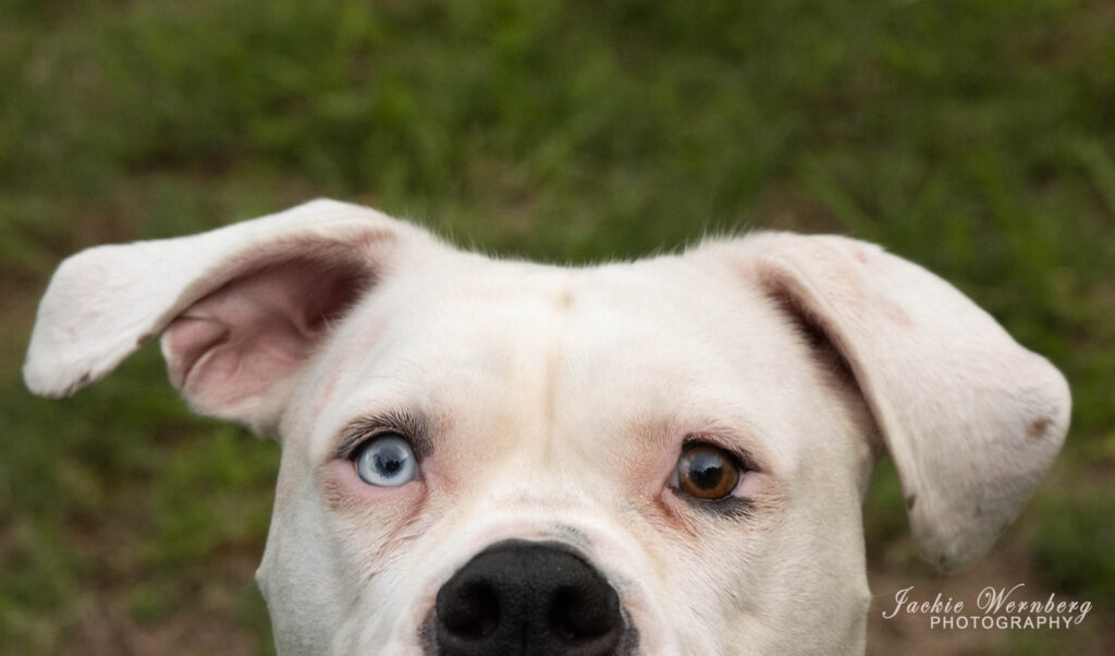 pitbull portrait eyes only different colours
