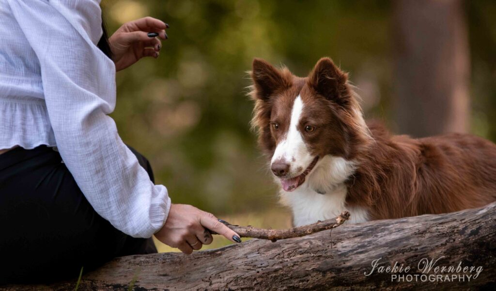 alert border collie waiting for stick to be thrown